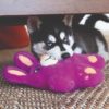Kong Snuzzles Bunny – Image 2